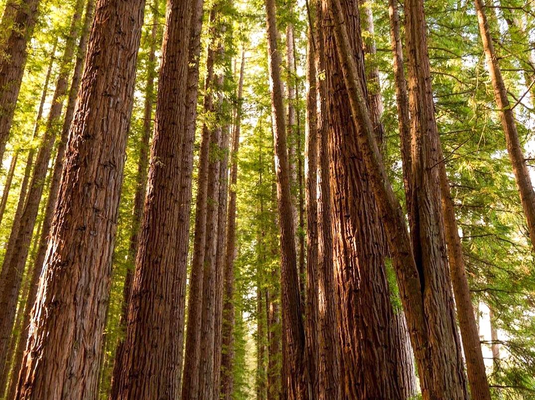 Journey Through the Majestic Redwood Forest in Warburton